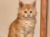Quatre chatons Maine Coon LOOF nés en mars 2026 à réserver