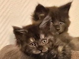 Quatre chatons Maine Coon LOOF nés en mars 2026 à réserver