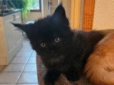 Quatre chatons Maine Coon LOOF nés en mars 2026 à réserver