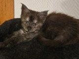 Quatre chatons Maine Coon LOOF nés en mars 2026 à réserver