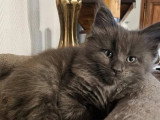Quatre chatons Maine Coon LOOF nés en mars 2026 à réserver