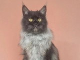 Femelle Maine Coon black smoke LOOF à vendre née en avril 2025