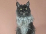 Femelle Maine Coon black smoke LOOF à vendre née en avril 2025