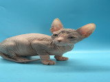 Chatons Donskoy mâles à vendre