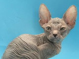 Chatons Donskoy mâles à vendre