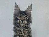 Chaton femelle Maine Coon tabby LOOF de février 2026 à vendre