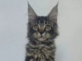 Chaton femelle Maine Coon tabby LOOF de février 2026 à vendre