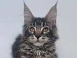Chaton femelle Maine Coon tabby LOOF de février 2026 à vendre