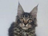 Chaton femelle Maine Coon tabby LOOF de février 2026 à vendre