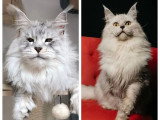 Chaton femelle Maine Coon tabby LOOF de février 2026 à vendre