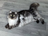 Chatte Maine Coon LOOF bleue smoke de 2023 à vendre