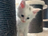 Portée Maine Coon 5 chatons blancs et black silver LOOF d'avril 2026 à réserver