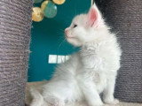 Portée Maine Coon 5 chatons blancs et black silver LOOF d'avril 2026 à réserver