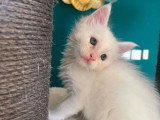 Portée Maine Coon 5 chatons blancs et black silver LOOF d'avril 2026 à réserver