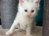 Portée Maine Coon 5 chatons blancs et black silver LOOF d'avril 2026 à réserver