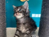 Portée Maine Coon 5 chatons blancs et black silver LOOF d'avril 2026 à réserver