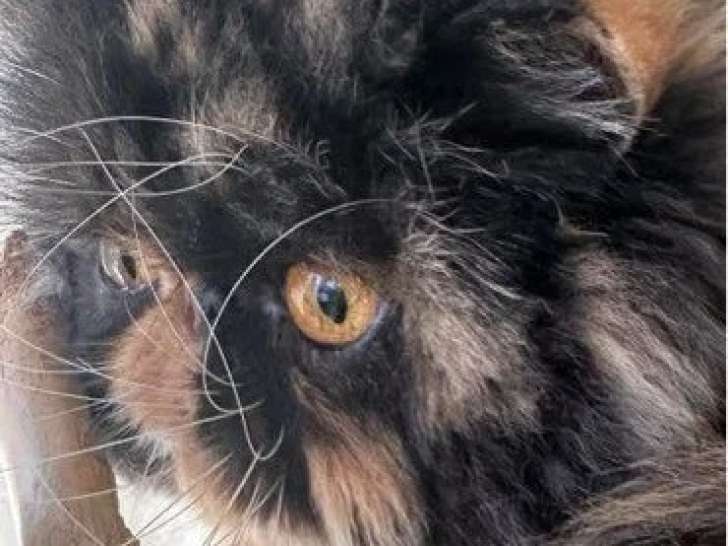 Chatte Persane LOOF disponible, née en août 2022