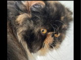 Chatte Persane LOOF disponible, née en août 2022