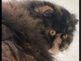 Chatte Persane LOOF disponible, née en août 2022