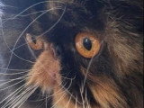 Chatte Persane LOOF disponible, née en août 2022
