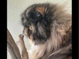 Chatte Persane LOOF disponible, née en août 2022