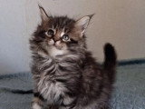 Réservation de 7 chatons Maine Coon inscrits au LOOF