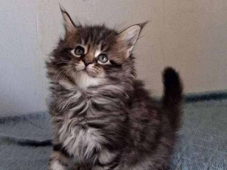 Réservation de 7 chatons Maine Coon inscrits au LOOF