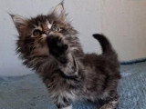 Réservation de 7 chatons Maine Coon inscrits au LOOF