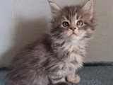 Réservation de 7 chatons Maine Coon inscrits au LOOF