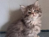 Réservation de 7 chatons Maine Coon inscrits au LOOF