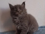 Réservation de 7 chatons Maine Coon inscrits au LOOF