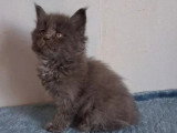 Réservation de 7 chatons Maine Coon inscrits au LOOF