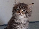 Réservation de 7 chatons Maine Coon inscrits au LOOF