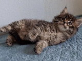 Réservation de 7 chatons Maine Coon inscrits au LOOF