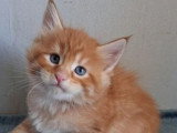 Réservation de 7 chatons Maine Coon inscrits au LOOF