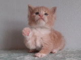 Réservation de 7 chatons Maine Coon inscrits au LOOF