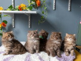 Chatons Highland Straight à vendre