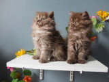 Chatons Highland Straight à vendre