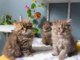 Chatons Highland Straight à vendre