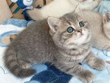Chaton British Shorthair mâle blue mackerel tabby à réserver LOOF