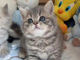 Chaton British Shorthair mâle blue mackerel tabby à réserver LOOF