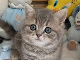 Chaton British Shorthair mâle blue mackerel tabby à réserver LOOF