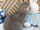 Chaton British Shorthair mâle blue mackerel tabby à réserver LOOF