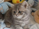Chaton British Shorthair mâle blue mackerel tabby à réserver LOOF