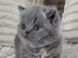 Réservation chaton femelle British Shorthair bleu tortie LOOF
