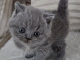 Réservation chaton femelle British Shorthair bleu tortie LOOF
