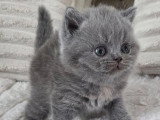 Réservation chaton femelle British Shorthair bleu tortie LOOF