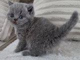 Réservation chaton femelle British Shorthair bleu tortie LOOF