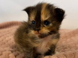 Chatons de type Maine Coon à vendre (2 femelles & 2 mâles)