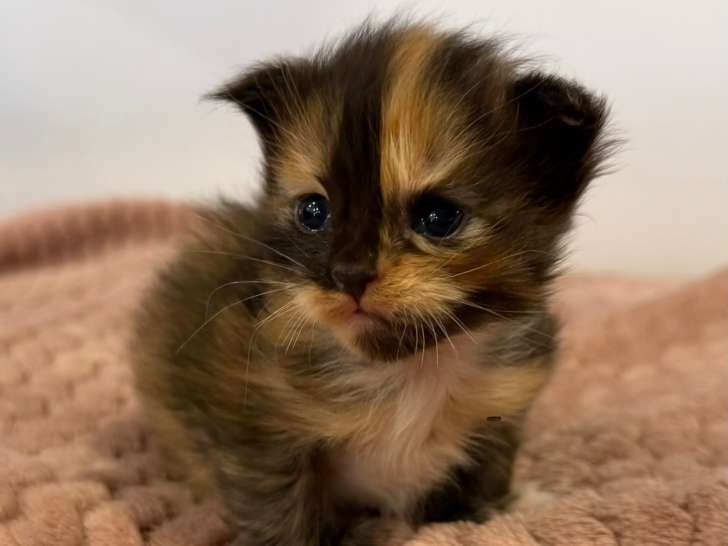 Chatons de type Maine Coon à vendre (2 femelles & 2 mâles)